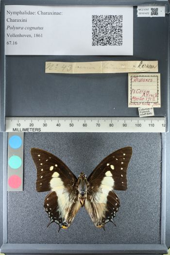 Media type: image;   Entomology 161472